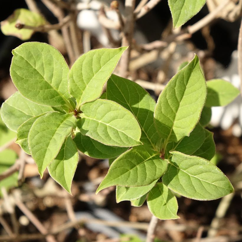 Ungarischer Flieder - Syringa josikae (Foliage)