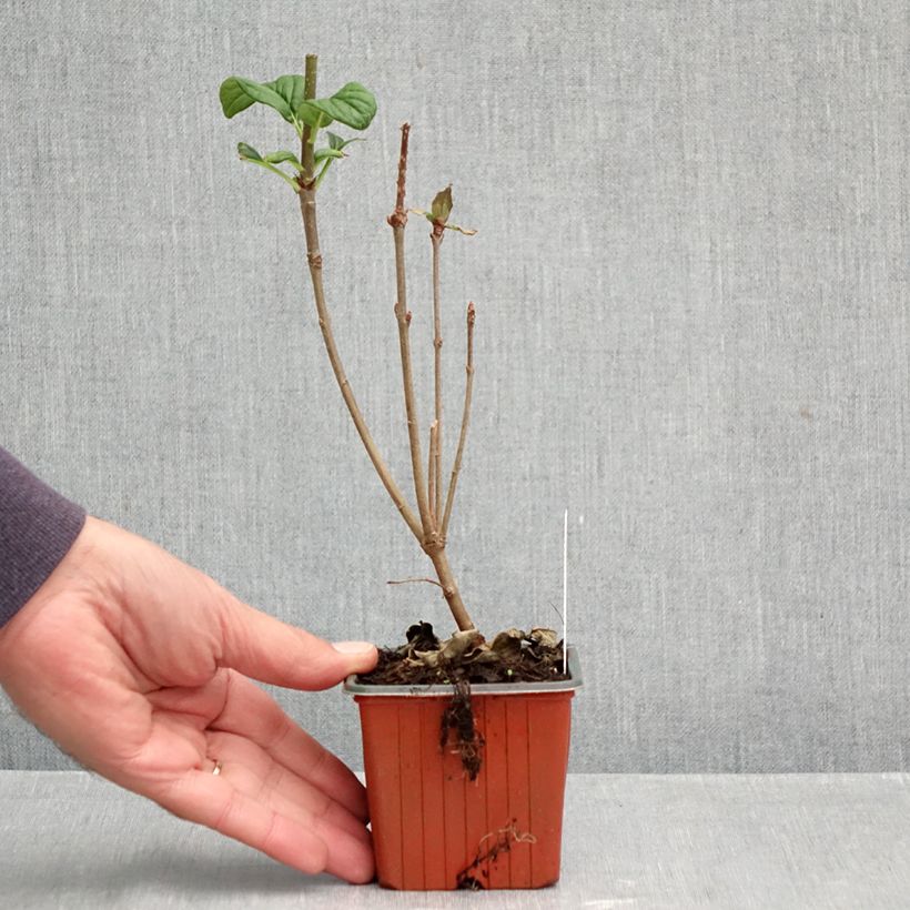 Exemplar von Ungarischer Flieder - Syringa josikae Kleine Töpfe von 8/9 cm wie im Herbst geliefert