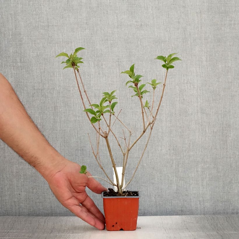 Example of Ungarischer Flieder - Syringa josikae Kleine Töpfe von 8/9 cm as you get in ete