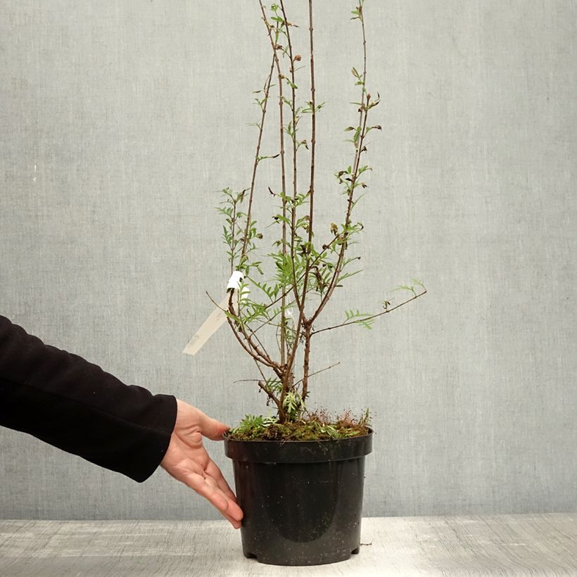 Example of Persischer Flieder var. Laciniata - Syringa persica Topf mit 3L/4L as you get in automne