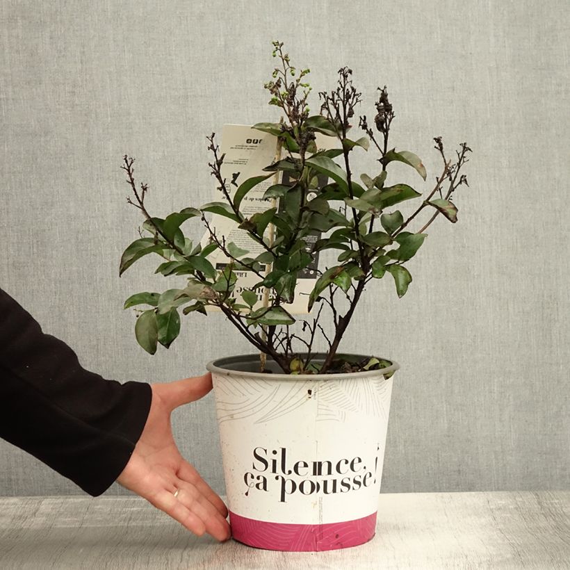 Example of Chinesische Kräuselmyrte Enduring White - Lagerstroemia Topf mit 3L/4L as you get in automne