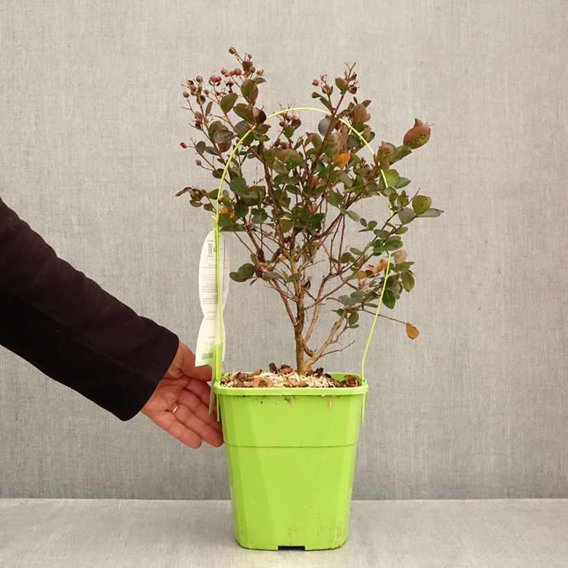 Exemplar von Chinesische Kräuselmyrte Gourmet Red red Wine - Lagerstroemia Topf mit 4L/5L wie im Herbst geliefert