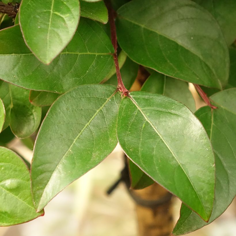 Chinesische Kräuselmyrte Berry Dazzle - Lagerstroemia (Foliage)
