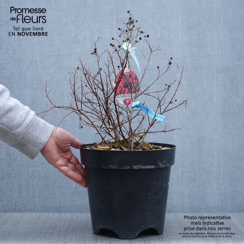 Example of Chinesische Kräuselmyrte Berry Dazzle - Lagerstroemia Topf mit 7,5L/10L as you get in automne