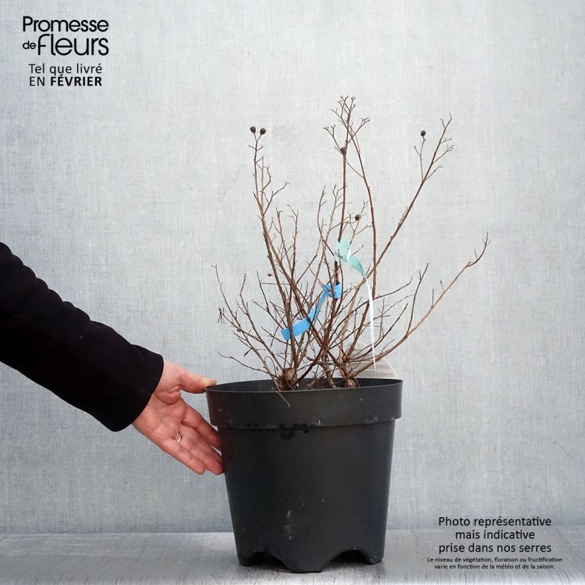 Exemplar von Chinesische Kräuselmyrte Berry Dazzle - Lagerstroemia Topf mit 7,5L/10L wie im Winter geliefert