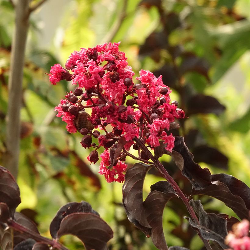 Chinesische Kräuselmyrte Black Solitaire Best Red - Lagerstroemia (Foliage)