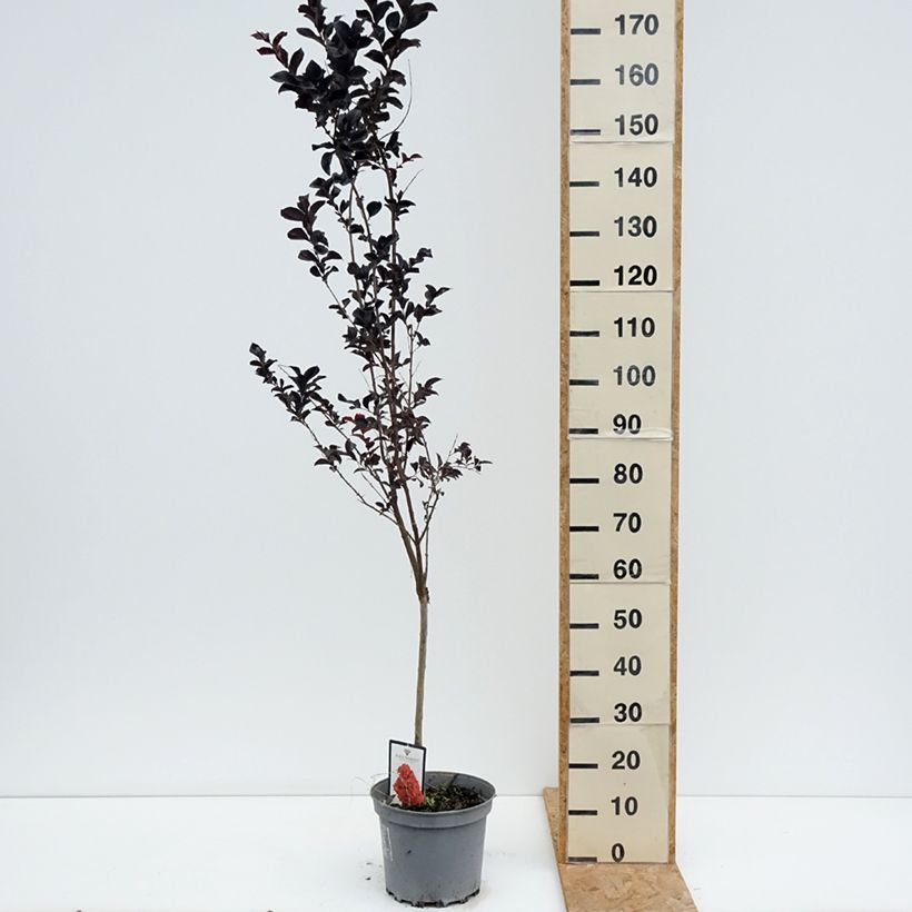 Example of Chinesische Kräuselmyrte Black Solitaire Best Red - Lagerstroemia Topf mit 7,5L/10L as you get in ete