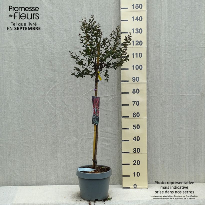 Example of Chinesische Kräuselmyrte Play It Again Double Feature - Lagerstroemia Topf mit 7,5L/10L as you get in automne