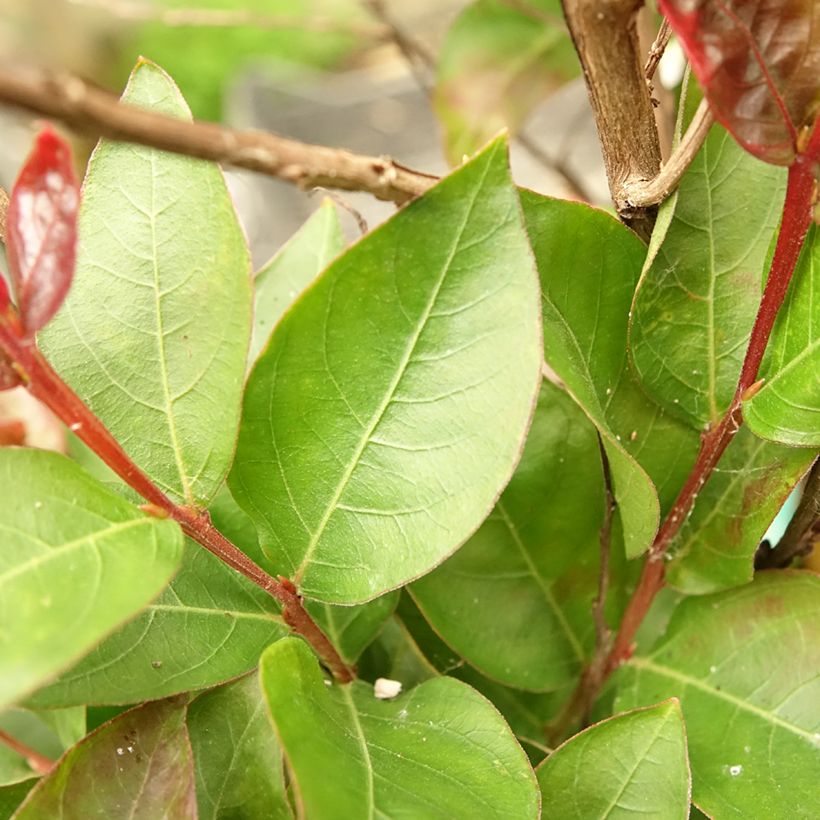 Chinesische Kräuselmyrte Play It Again Double Feature - Lagerstroemia (Foliage)