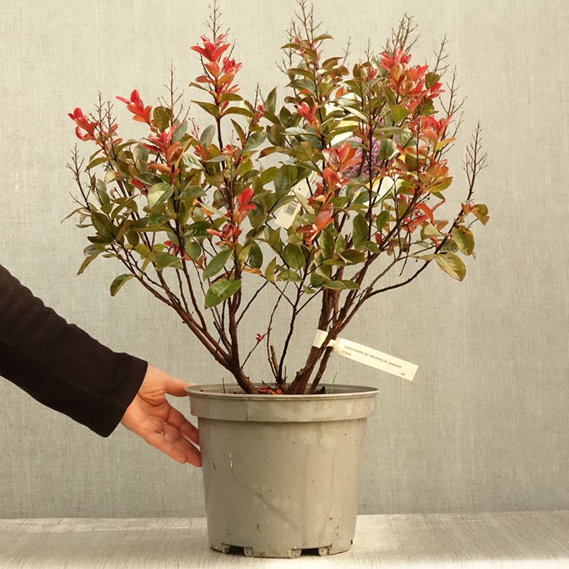 Example of Chinesische Kräuselmyrte Enduring Lavender - Lagerstroemia Topf mit 7,5L/10L as you get in automne