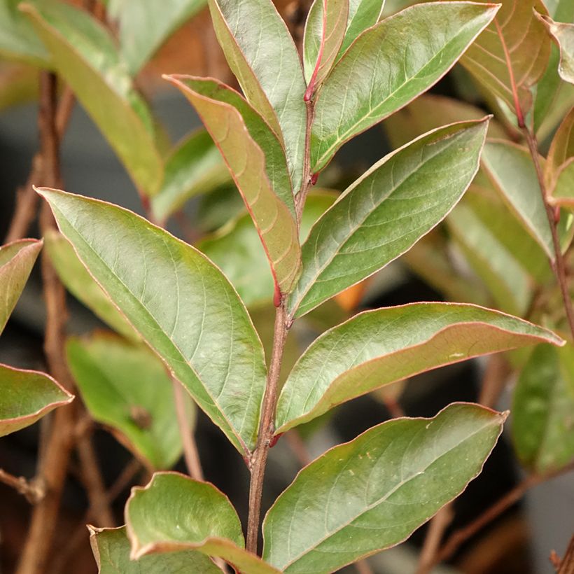 Chinesische Kräuselmyrte Enduring Lavender - Lagerstroemia (Foliage)