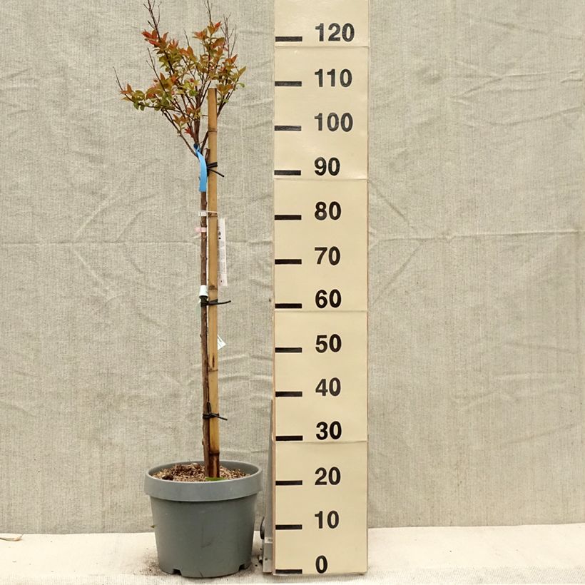 Exemplar von Chinesische Kräuselmyrte Eveline - Lagerstroemia Topf mit 7,5L/10L wie im Frühjahr geliefert