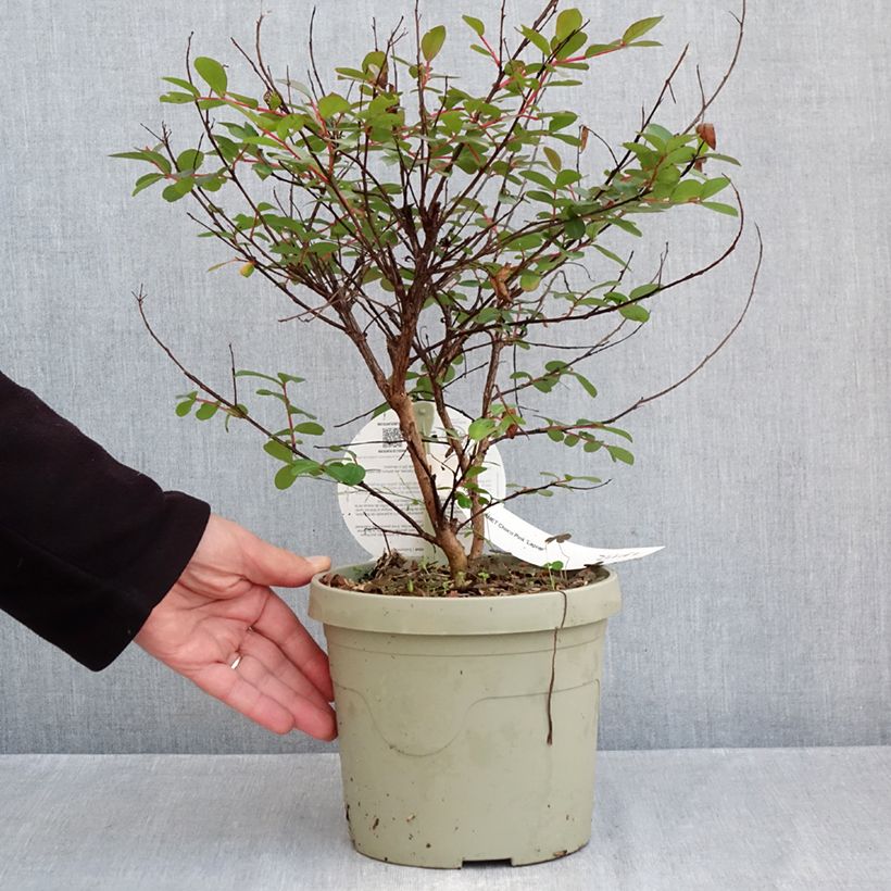Exemplar von Chinesische Kräuselmyrte  Gourmet Choco Pink - Lagerstroemia Topf mit 4L/5L wie im Herbst geliefert