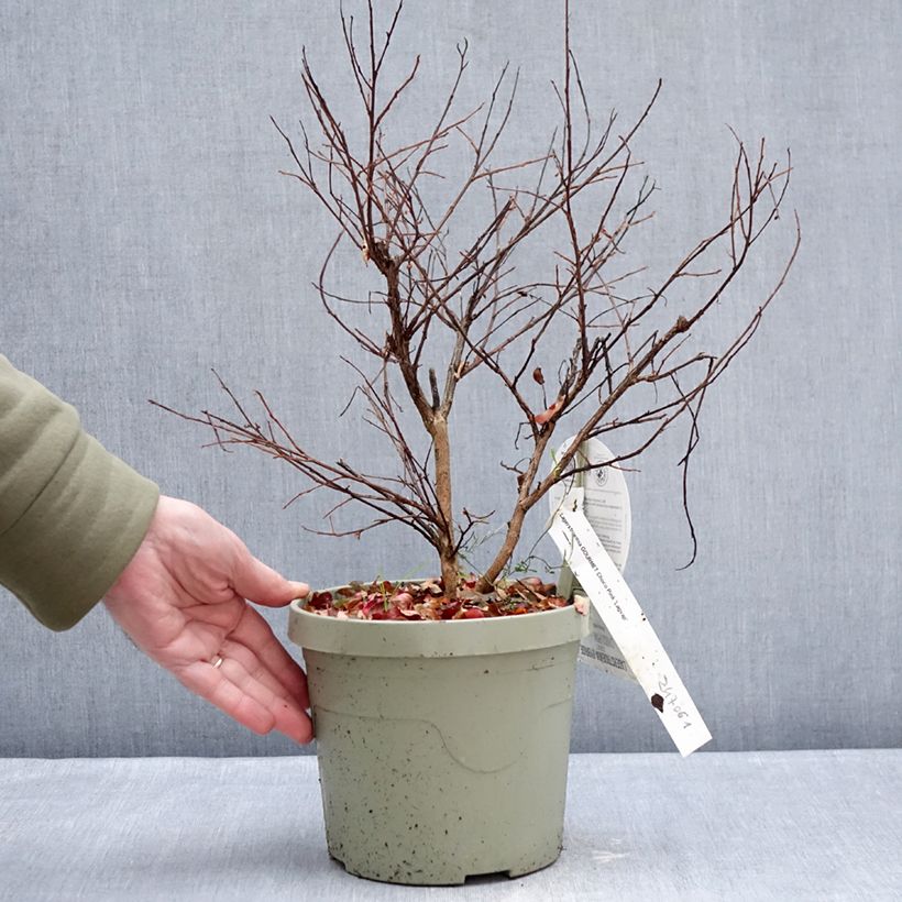 Exemplar von Chinesische Kräuselmyrte  Gourmet Choco Pink - Lagerstroemia Topf mit 4L/5L wie im Winter geliefert