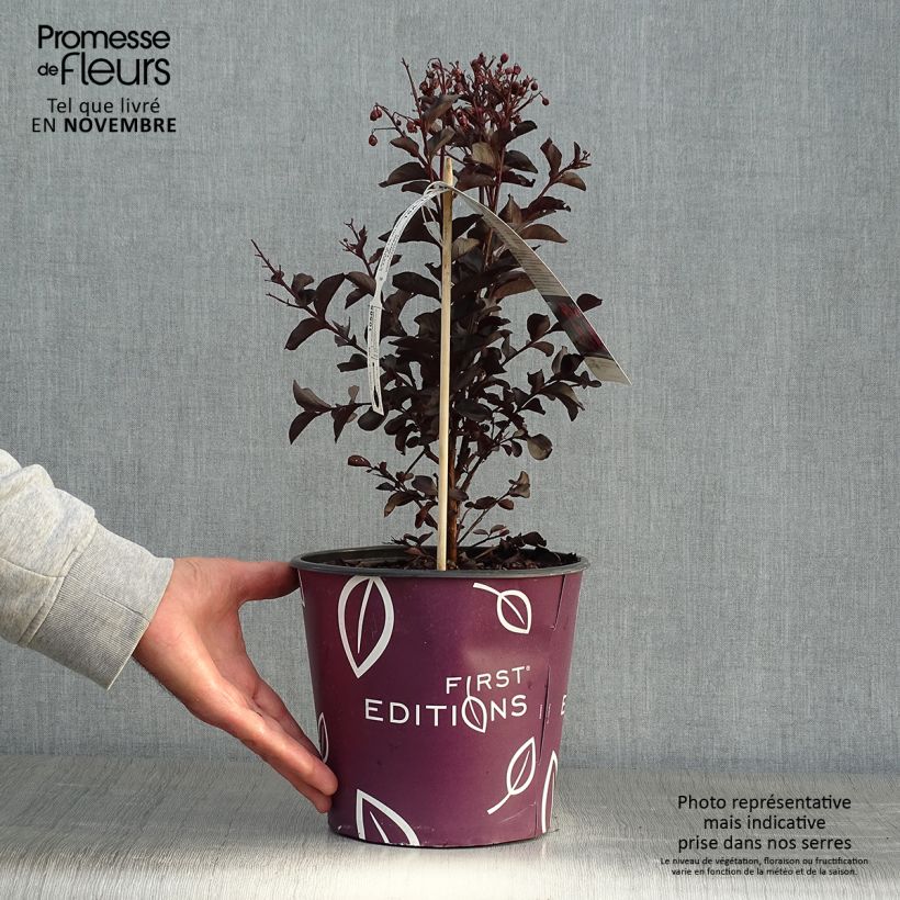 Example of Chinesische Kräuselmyrte Midnight Magic - Lagerstroemia Topf mit 3L/4L as you get in automne