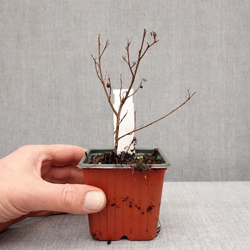 Example of Chinesische Kräuselmyrte Virgin With Love - Lagerstroemia Kleine Töpfe von 8/9 cm as you get in hiver