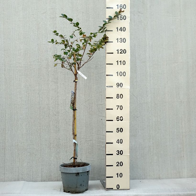 Example of Chinesische Kräuselmyrte White Chocolate - Lagerstroemia Topf mit 7,5L/10L as you get in automne