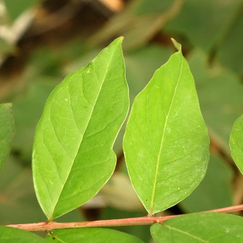 Chinesische Kräuselmyrte White Chocolate - Lagerstroemia (Foliage)