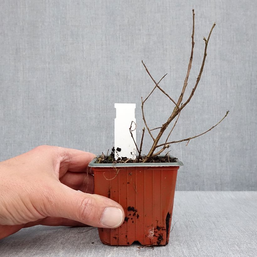 Example of Chinesische Kräuselmyrte With Love Babe - Lagerstroemia Kleine Töpfe von 8/9 cm as you get in printemps