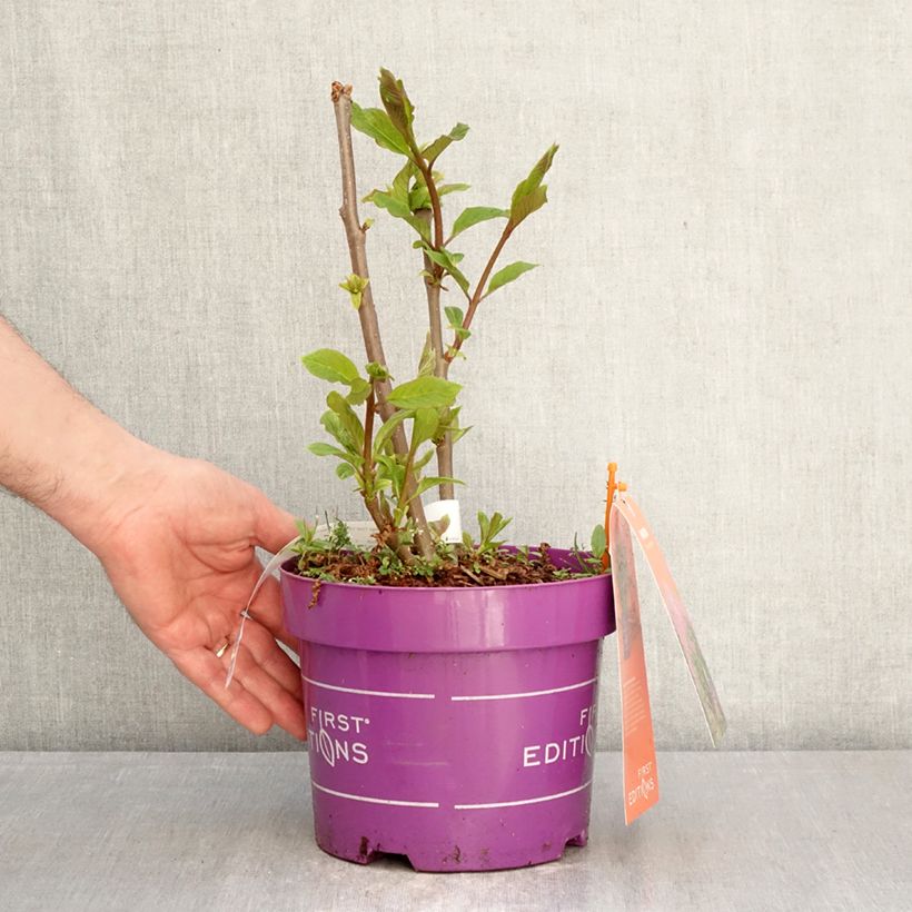 Exemplar von Zwerg-Duftflieder Pinktini™ - Syringa x prestoniae Topf mit 3L/4L wie im Frühjahr geliefert