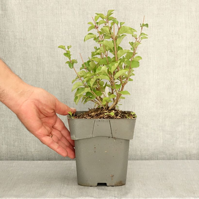 Exemplar von Zwerg-Duftflieder Flowerfesta Pink - Syringa meyeri Topf mit 2L/3L wie im Sommer geliefert