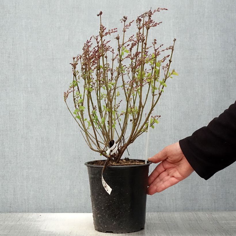 Exemplar von Zwerg-Duftflieder Flowerfesta Pink - Syringa meyeri Topf mit 3L/4L wie im Frühjahr geliefert