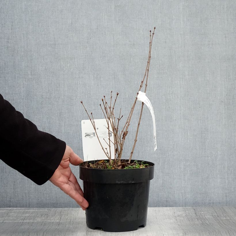Example of Zwerg-Duftflieder Flowerfesta White - Syringa meyeri Topf mit 3L/4L as you get in automne