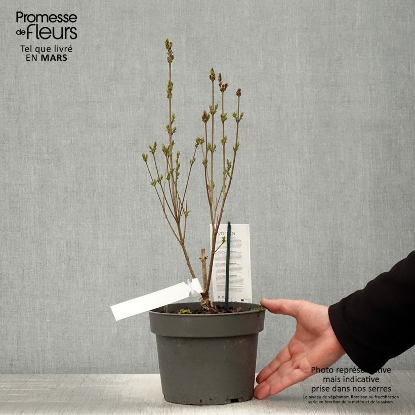 Exemplar von Zwerg-Duftflieder Flowerfesta White - Syringa meyeri Topf mit 3L/4L wie im Frühjahr geliefert