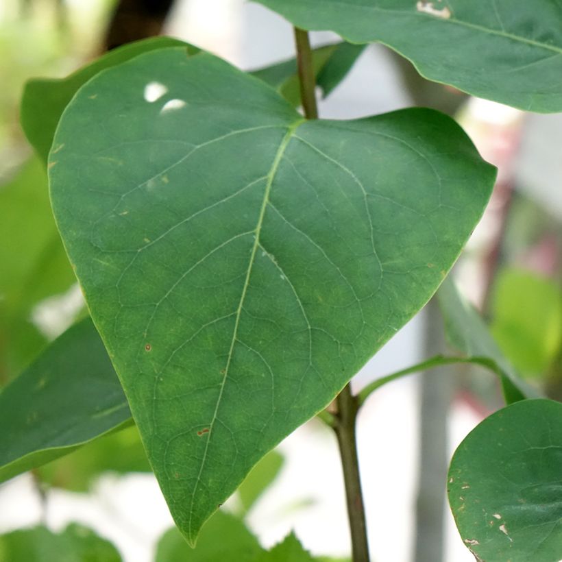Edelflieder Sensation - Syringa vulgaris (Foliage)