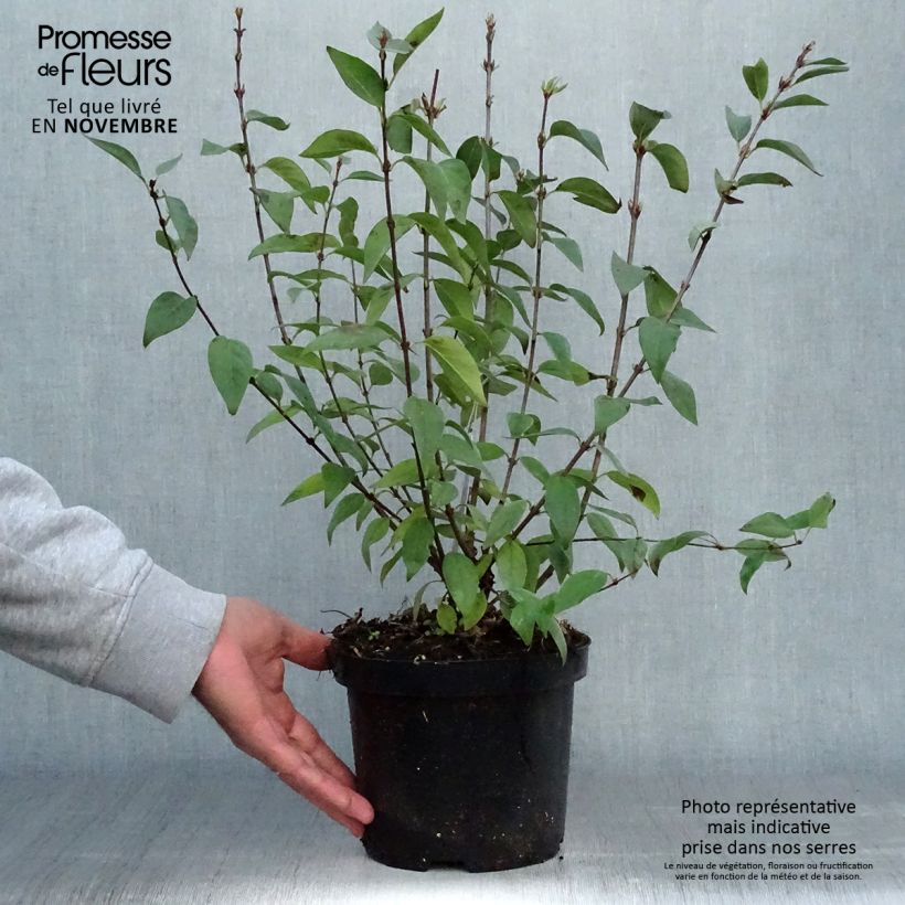 Example of Chinesischer Flieder Saugeana - Syringa chinensis Topf mit 2L/3L as you get in automne