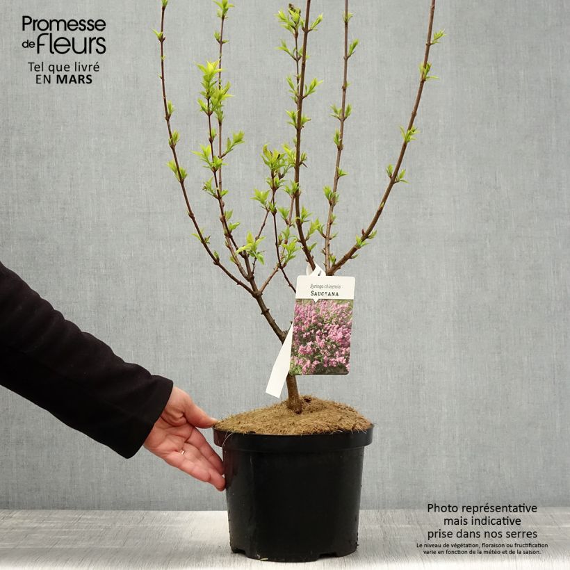Exemplar von Chinesischer Flieder Saugeana - Syringa chinensis Topf mit 2L/3L wie im Frühjahr geliefert