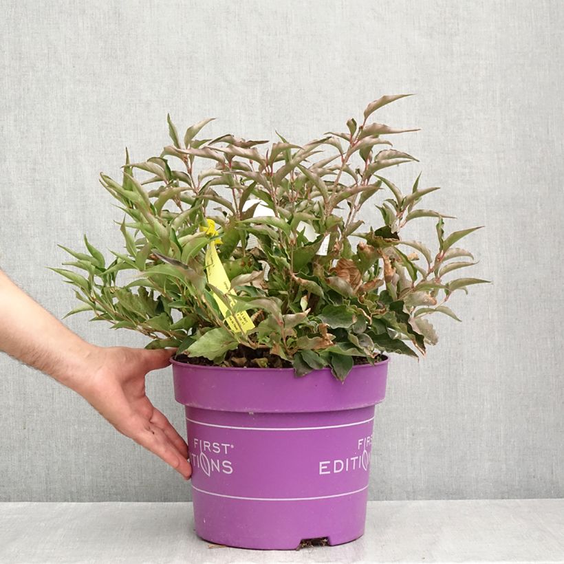 Exemplar von Zwerg-Duftflieder Little Lady™ - Syringa x hybrida Topf mit 7,5L/10L wie im Herbst geliefert