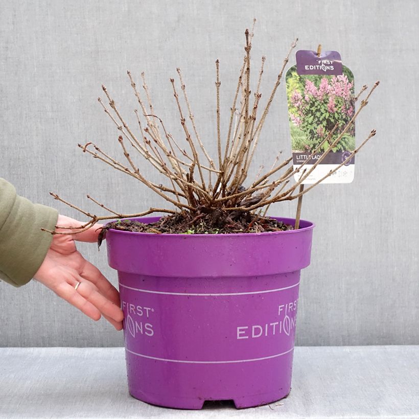 Exemplar von Zwerg-Duftflieder Little Lady™ - Syringa x hybrida Topf mit 7,5L/10L wie im Winter geliefert