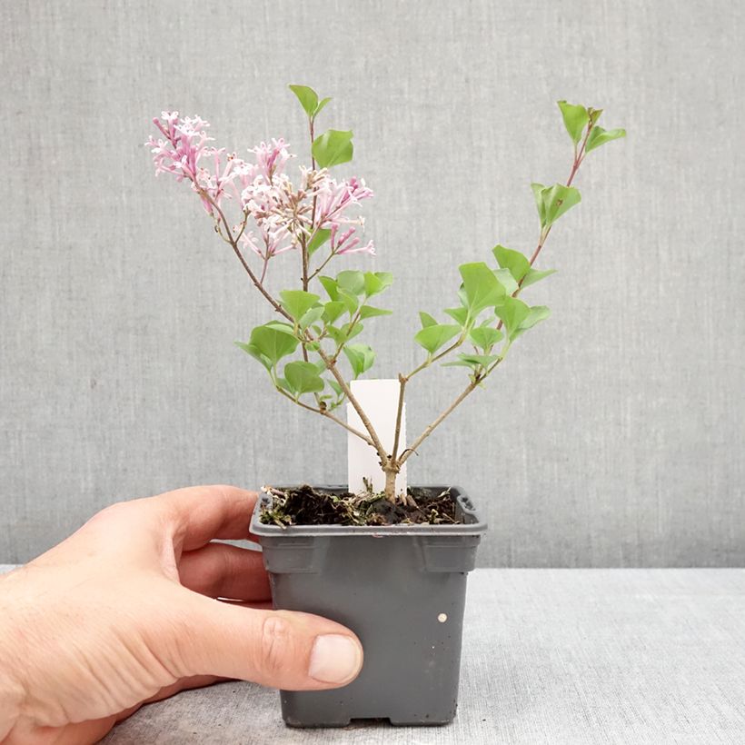 Exemplar von Zwerg-Duftflieder Palibin - Syringa meyeri Kleine Töpfe von 8/9 cm wie im Frühjahr geliefert