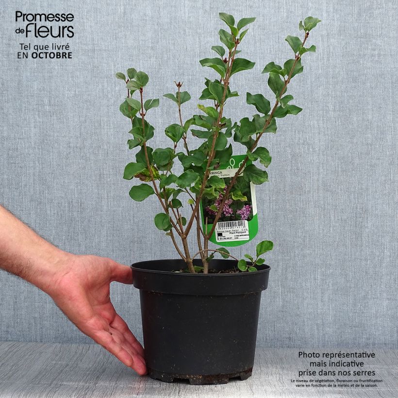 Example of Zwerg-Duftflieder Palibin - Syringa meyeri Topf mit 2L/3L as you get in automne