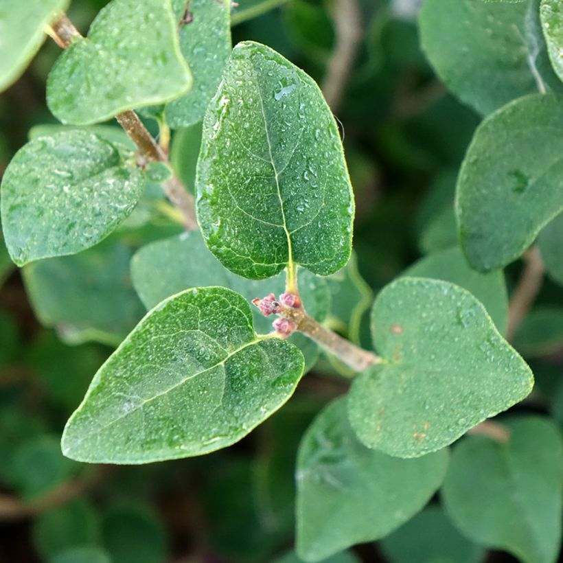 Syringa Tinkerbelle - Zwerg-Duftflieder (Foliage)
