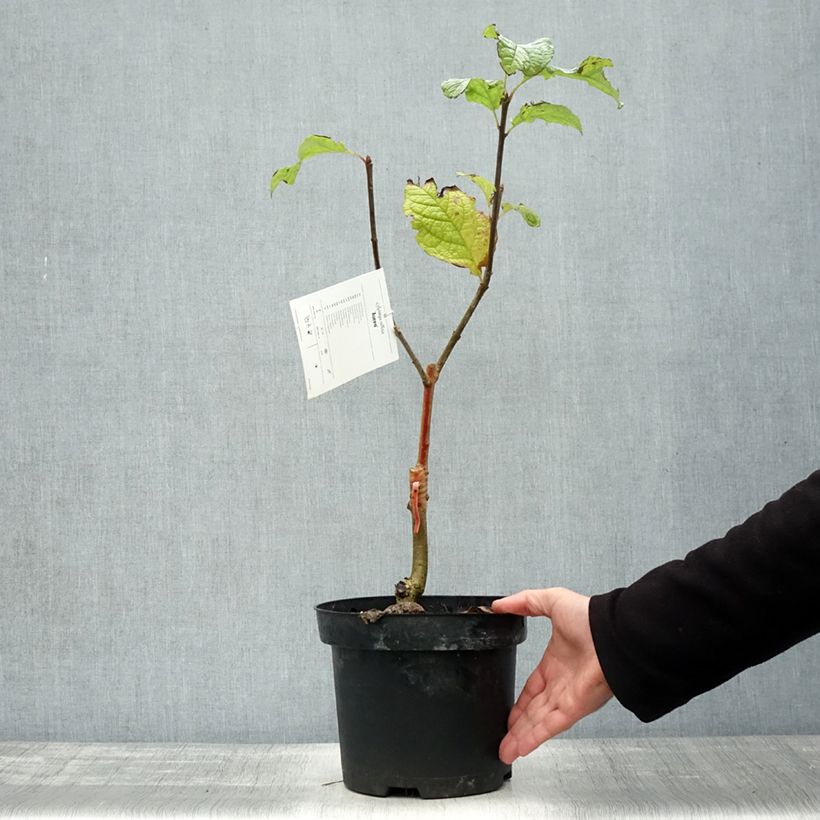 Example of Zottiger Flieder Aurea - Syringa villosa Topf mit 4L/5L as you get in automne