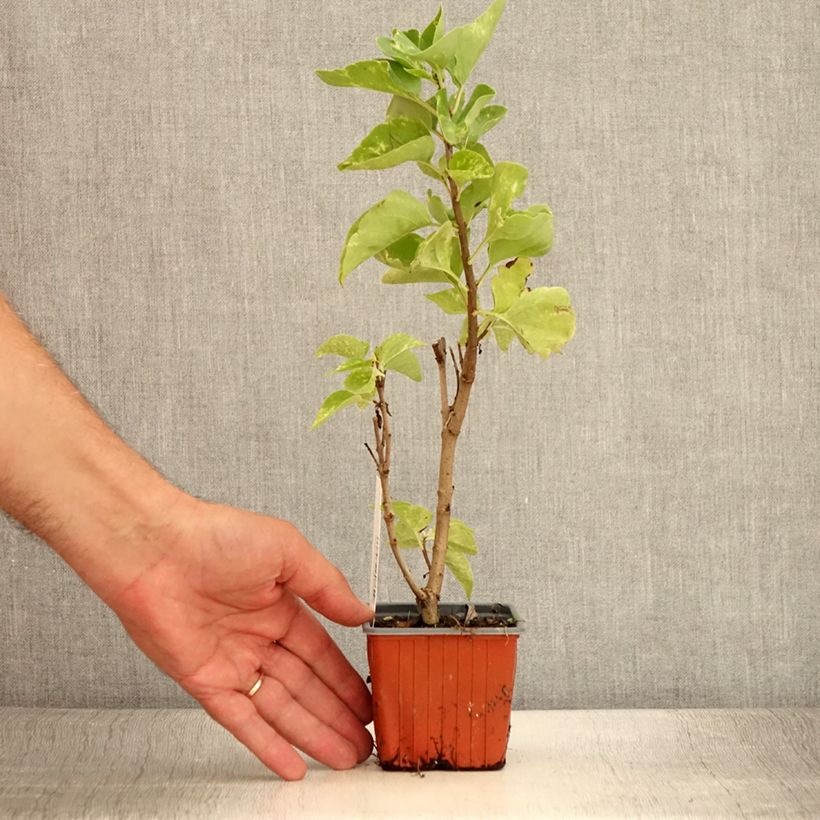 Example of Edelflieder Aucubaefolia - Syringa Kleine Töpfe von 8/9 cm as you get in ete