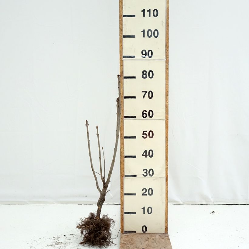 Exemplar von Edelflieder Belle de Moscou - Syringa vulgaris Wurzelnackt wie im Winter geliefert