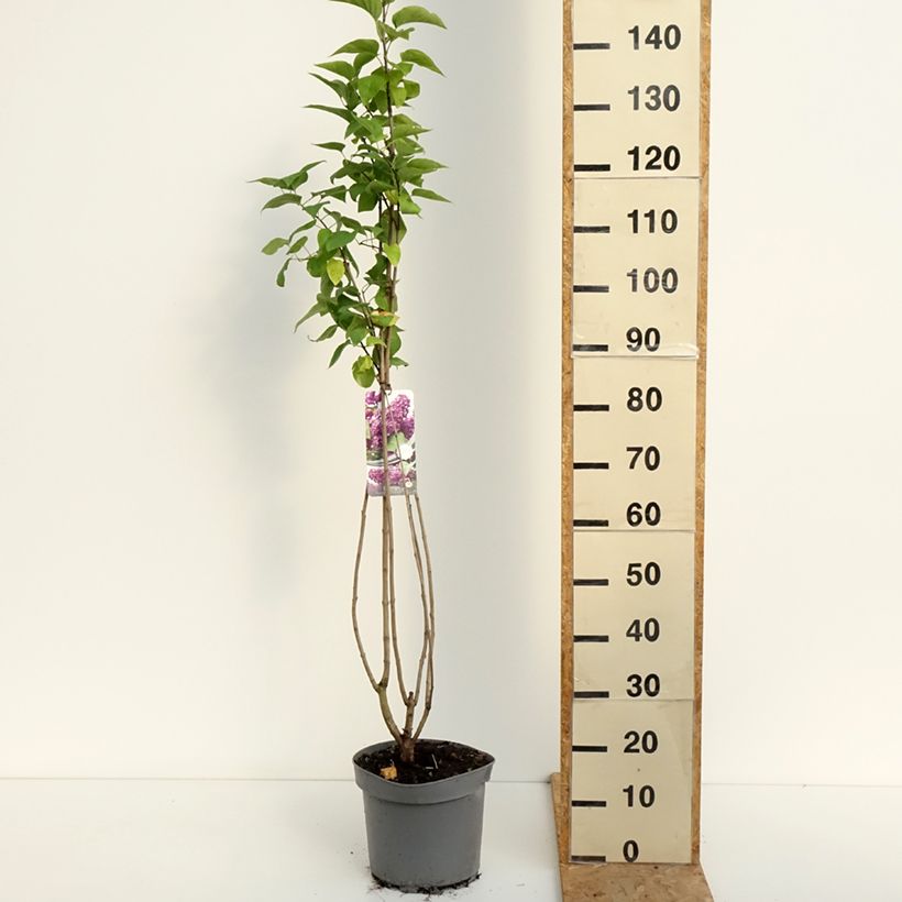 Example of Edelflieder Charles Joly - Syringa vulgaris Topf mit 7,5L/10L as you get in ete