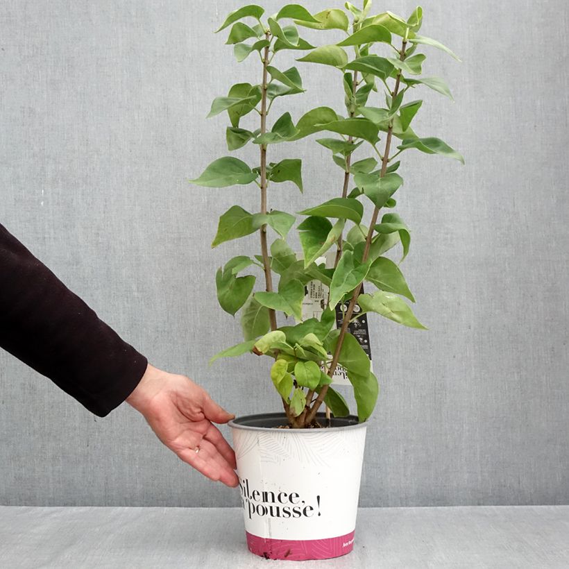 Exemplar von Edelflieder Dentelle d'Anjou - Syringa vulgaris Topf mit 4L/5L wie im Herbst geliefert