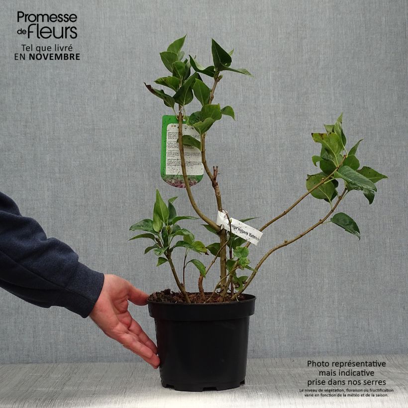 Example of Edelflieder Katherine Havemeyer - Syringa vulgaris Topf mit 3L/4L as you get in automne