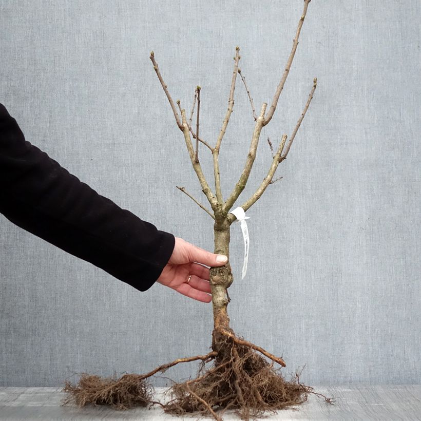 Example of Edelflieder Katherine Havemeyer - Syringa vulgaris Wurzelnackt as you get in hiver