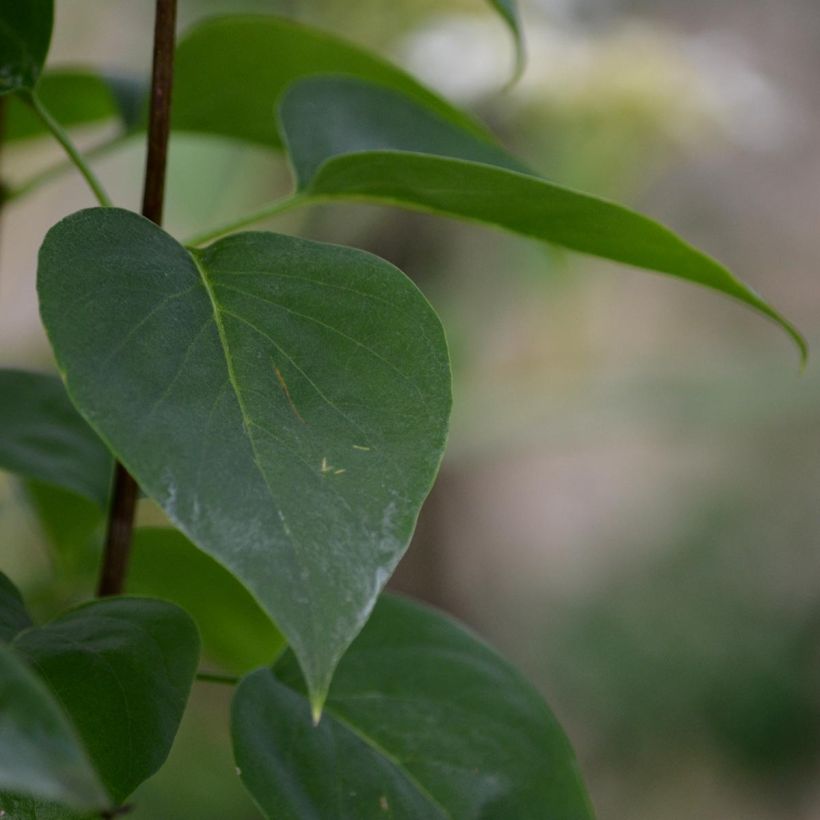 Edelflieder Madame Lemoine - Syringa vulgaris (Foliage)