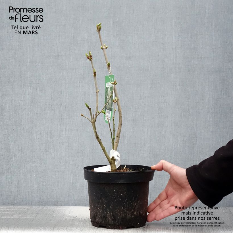 Exemplar von Edelflieder Madame Lemoine - Syringa vulgaris Topf mit 3L/4L wie im Frühjahr geliefert