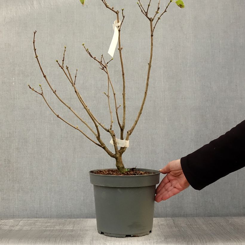 Example of Edelflieder Madame Lemoine - Syringa vulgaris Topf mit 7,5L/10L as you get in automne