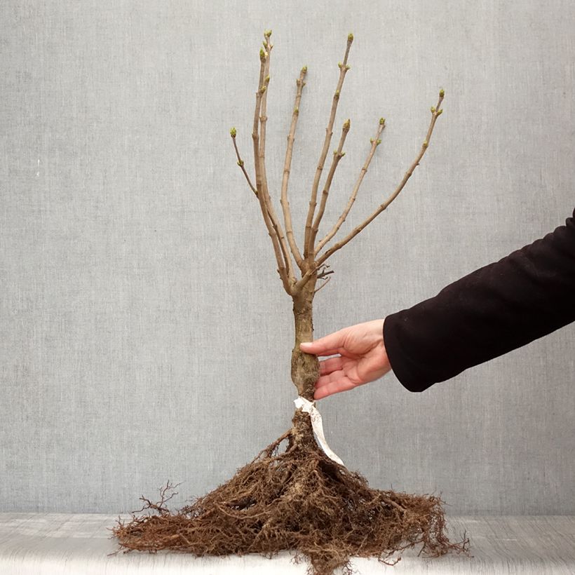Example of Edelflieder Madame Lemoine - Syringa vulgaris Wurzelnackt as you get in hiver