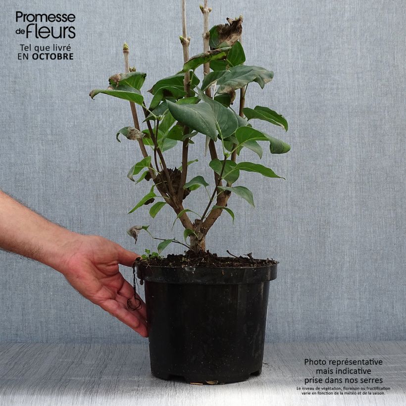 Example of Edelflieder Michel Buchner - Syringa vulgaris Topf mit 4L/5L as you get in automne