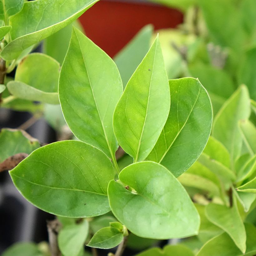 Edelflieder Nadezhda - Syringa vulgaris (Foliage)