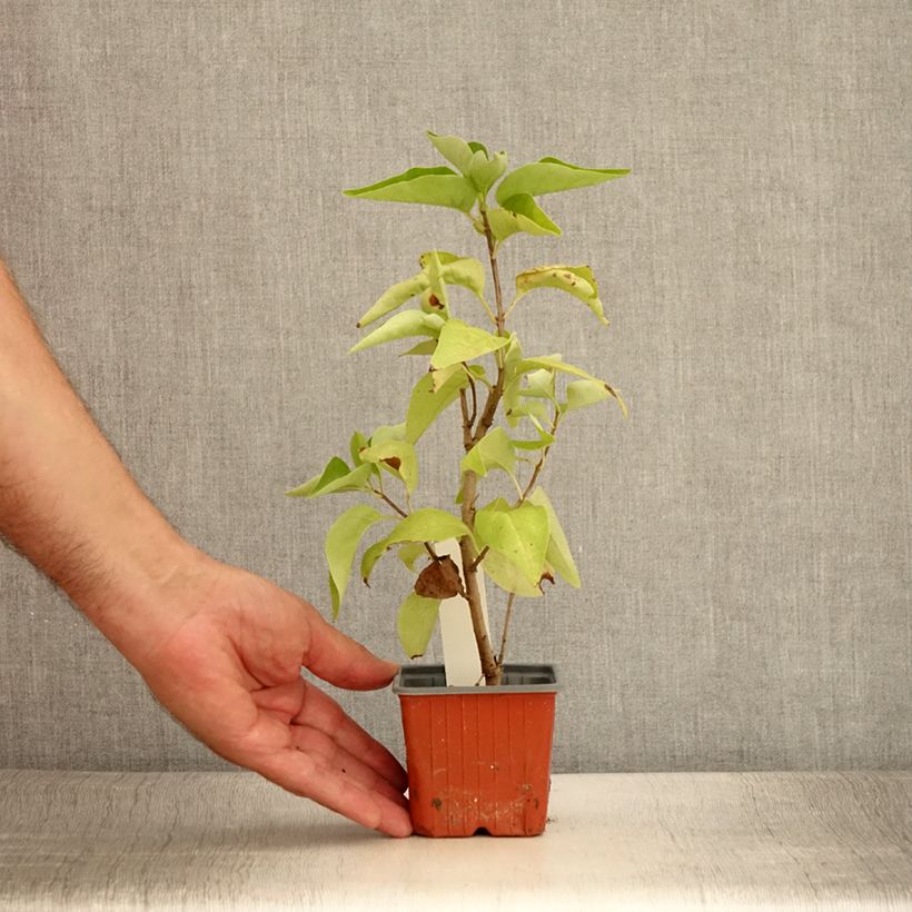 Example of Edelflieder Nadezhda - Syringa vulgaris Kleine Töpfe von 8/9 cm as you get in ete